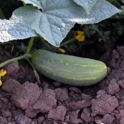 Avysa Heirloom Jointed Gourd-Hairy Melon Seeds(Mokwa Long)-CuC_634 Seed(100 per packet)