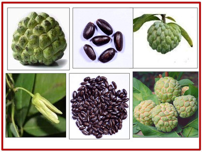 Aywal custard apple Seed(7 per packet)