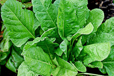 CHILLATAI Spinach Seeds 25 Grams | Seed(2500 per packet)