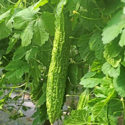 CYBEXIS HUA-48 - Bitter Gourd Melon - (100 Seeds) Seed(100 per packet)