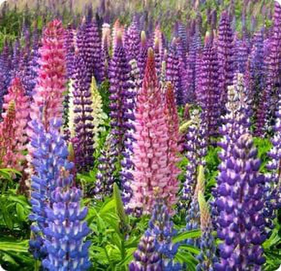 Aywal Lupin Mixed Color F1 Hybrid Flower Seed(10 per packet)