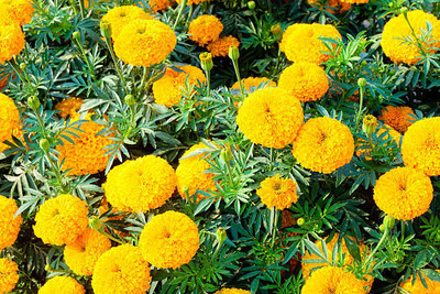 Inndica florina marigold/gende ka phool flower seeds Seed(50 per packet)