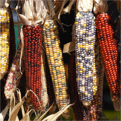 VibeX LXI-39 - Ornamental Indian Corn - (2250 Seeds) Seed(2250 per packet)