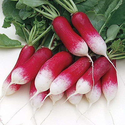 Cloud Farm ® RADISH HALF RED HYBRID VEGETABLES SEEDS-1000 Seed Seed(1000 per packet)