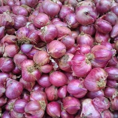 KANAYA Nasik Onion Seed(50 per packet)