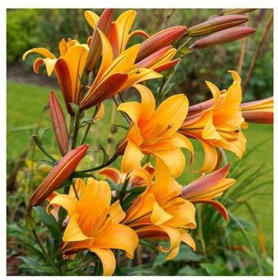 Khushi Prova VNR lily F1 hybrid original seed Seed(60 per packet)