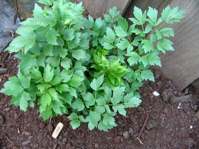 CYBEXIS HUA-82 - Lovage Herb Plant - (750 Seeds) Seed(750 per packet)
