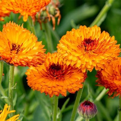 Aywal Organic Orange Calendula Seed(100 per packet)