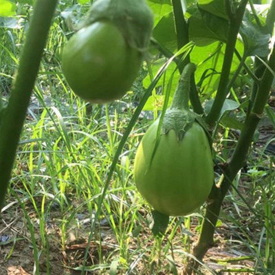 CYBEXIS Hardy Green Brinjal Eggplant Seeds600 Seeds Seed(600 per packet)