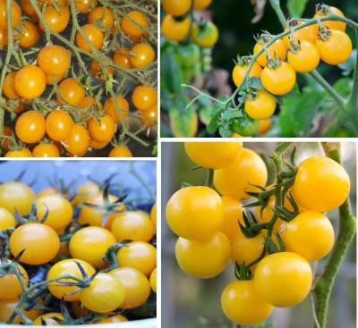 Flipkart SmartBuy Tomato Yellow Seed(40 per packet)