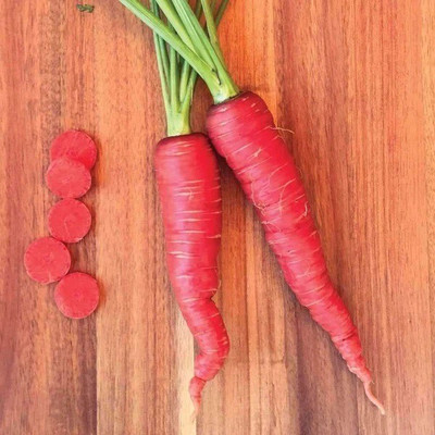 Quentova CARROT - Atomic Red-7F-KTK Seed(250 per packet)