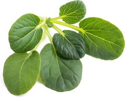 Qualtivate ICRA-5A Mustard Tatsoi Seed(300 per packet)