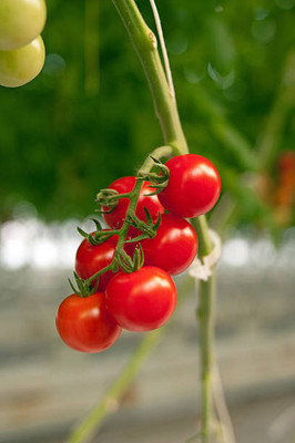 seedargo tomato Seed(85 per packet)