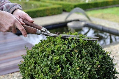 Qualtivate GBPUT-4 Winter Gem Boxwood Seed(200 per packet)
