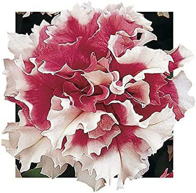 VibeX NBIR-25 - Pirouette Red Petunia Frilly Red and White Hybrid Bloom - (540 Seeds) Seed(540 per packet)