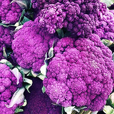 Qualtivate HYB-3A Cauliflower Sicilatte Violet Purple Imported Seed(300 per packet)