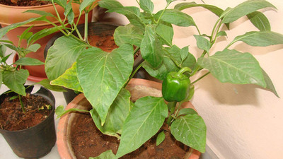 DIVINE CAPSICUM Seed(85 per packet)
