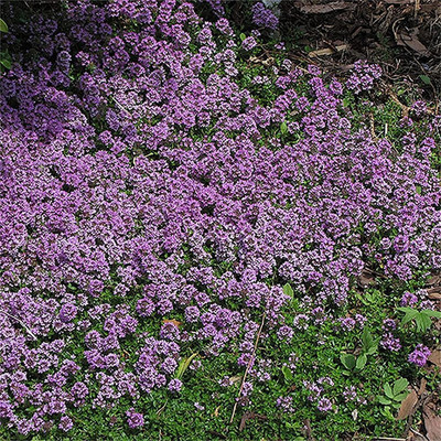CYBEXIS LXI-5 - Creeping Thyme (Thymus serpyllum) - (1350 Seeds) Seed(1350 per packet)