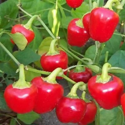 PMA Chilli seed, Mirchi seed, bomby lonka, bombi chilli seed, lonka seed Seed(250 per packet)