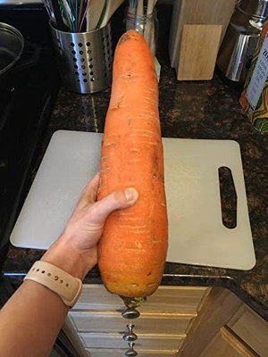 VibeX VVI-21 - Giant Red Carrot Sweet - (750 Seeds) Seed(750 per packet)