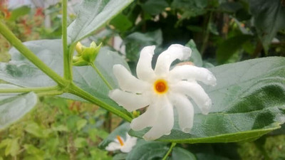 Pbevergreen Parijaat flower seeds/jasmine seeds 12 Seed(12 per packet)