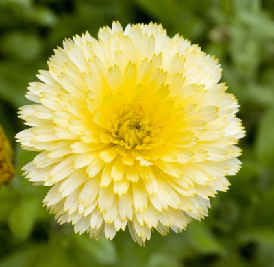 CRGO CALENDULA Seed(15 per packet)
