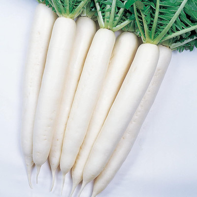 Qualtivate GBPT-3A Mooli Radish Seeds Seed(300 per packet)