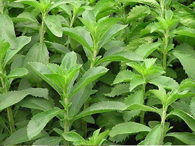 KNESSiN Herb Seed(200 per packet)
