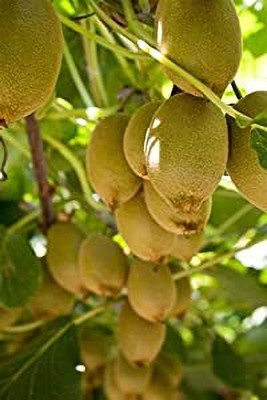Aywal Kiwi fruit Seed(40 per packet)
