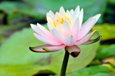 GCS Kantola Seeds lotus,kamal gatta Seed(10 per packet)