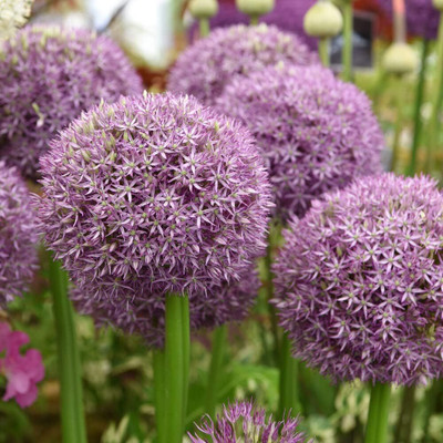 Biosnyg Hybrid Large Allium Onion Seeds For Gardening-(750 Seeds) Seed(750 per packet)
