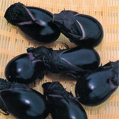 Qualtivate KXL-9AT Brinjal - Konasu Seed(300 per packet)