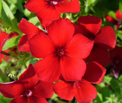 CEZIUS Red Phlox Flower Seed(100 per packet)