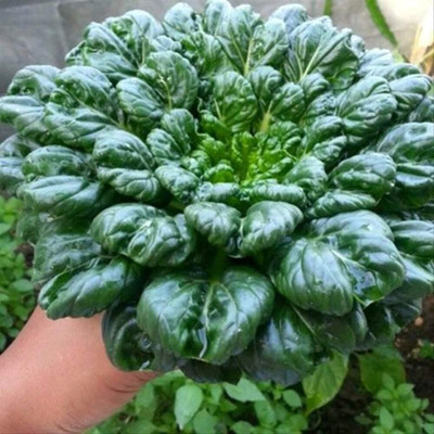 WILLVINE GBPUT -XI Chinese Cabbage Spinach Mustard,Rosette Bok Choy [25g] Seed(7500 per packet)