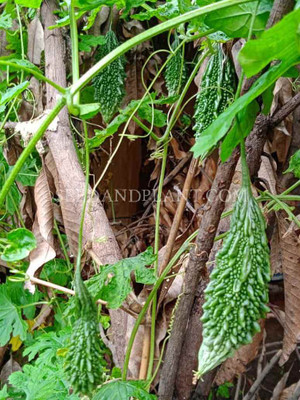 AMAJIT Bitter gourd seeds / ucche seeds / Karela Vegetable Seed (38) Seed(38 per packet)