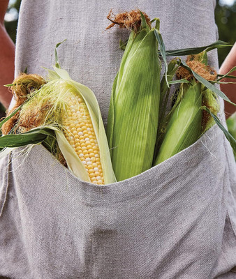 WILLVINE AMR -XI On Deck Sweet Corn Seeds-[250g] Seed(1000 per packet)
