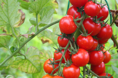 Deshi Nushke tomato Seed(135 per packet)