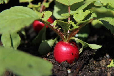 Qualtivate RES-9A Cherry Belle Radish Seeds Seed(300 per packet)