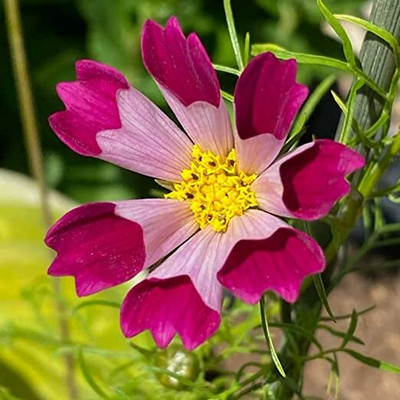 Aywal Cosmos Hybrid Flower Seed(10 per packet)