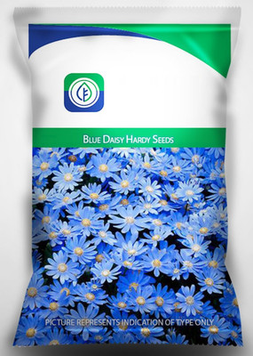 CYBEXIS Blue Daisy Hardy Seeds Seed(50 per packet)