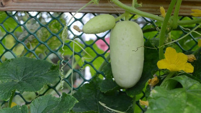 Qualtivate GBPT-1A White Cucumber Pickling Seed(300 per packet)