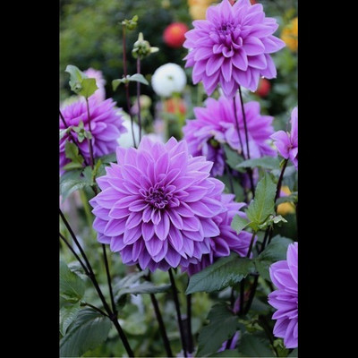 Us deepar Neo Dhaliya Seed (32 per packet) Seed(32 per packet)