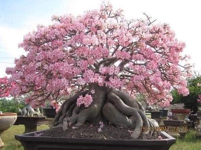 CRGO ADENIUM Seed(55 per packet)