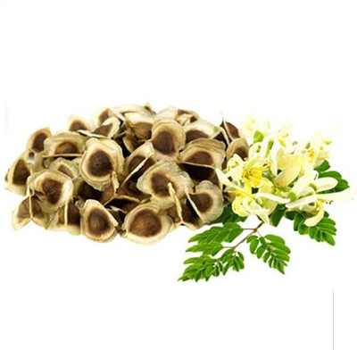 WILLVINE TLX-280 Dwarf Moringa Tree Seeds Seed(100 per packet)