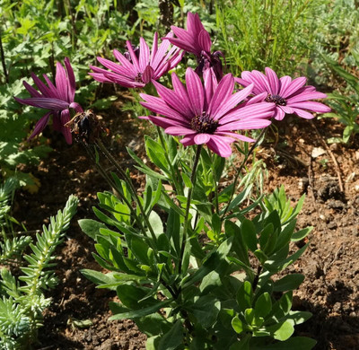Lorvox DIMORPHOTECA Mixed Colour Fnlower Seeds Hybrid F1 Seeds All Season Seed(90 per packet)