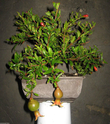 VibeX ® VLR-61 Dwarf Pomegranate Punica Granatum Seeds Seed(25 per packet)