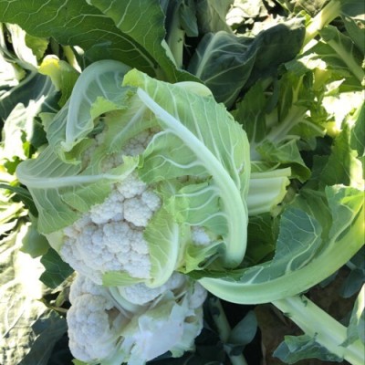 Quentova Cauliflower Seeds Seed(250 per packet)