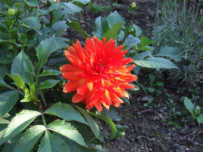 XOLDAA balsam frower Seed(15 per packet)