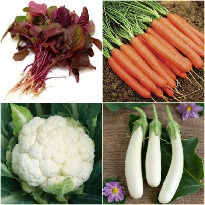 R-DRoz Amaranthus Red Cholai, Brinjal White Long, Cauliflower & Carrot Orange Seed(4 per packet)