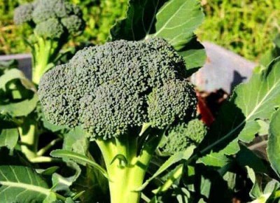 CYBEXIS Heirloom Seeds of Vegetable Green Broccoli Ramoso Calabrese2000 Seeds Seed(2000 per packet)